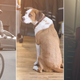 Master Of None (Photo: Ali Goldstein), Downward Dog (Photo: Brian Douglas/ABC), and The Handmaid’s Tale (Photo: George Kraychyk/Hulu). Image: Libby McGuire.